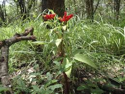 Image result for Xysmalobium holubii