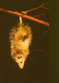 Yes Possums Can Actually Dangle From A Branch With Just Their Tail They Can Also Carry Things With Their Tail While Crawling Around Possum Creatures Rescue