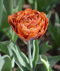 This Sunset Colored Tulip Is Sure To Light Up Your Spring Garden Showy Flowers Bulb Flowers Fall Plants