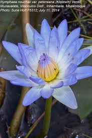 Image result for Nymphaea nouchali