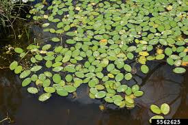 Image result for Brasenia schreberi