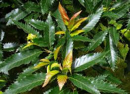 Image result for Quercus acutissima