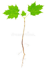 One method to root the softwood cuttings is to grow the cuttings in an enclosed planting chamber. 774 Maple Tree Roots Photos Free Royalty Free Stock Photos From Dreamstime