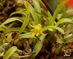 Image result for Polystachya ottoniana