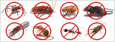 At d's pest control, we have been committed to providing professional and reliable pest control services for more than 35 years. Tera Q Pest Control Diy Pest Control Melaka Pages Malaysia Online Directory Malaysia