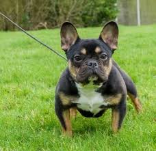 Black And Tan Frenchie Cost Pin By Cindy Jones On Dogs Poodle Mix Puppies Most Beautiful Dog Breeds Rottweiler Mix