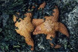 how do starfish get away from their predators animals