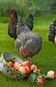Eyeing The Apple S Chickens Backyard Beautiful Chickens Chickens And Roosters