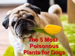 The most common symptoms associated with hydrangea poisoning are related to the gastrointestinal tract. The 5 Most Poisonous Plants For Dogs Emergency Animal Care Braselton