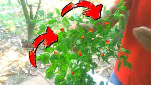 Los chiles amarillos y especialmente los verdes (que son esencialmente frutos no maduros) contienen cantidades considerablemente menores de ambas sustancias. Como Sembrar Chile Piquin O Chile Amashito En Maceta Capsicum Annuum Youtube