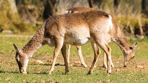 2, Yalayıp Yutmak, Çimen