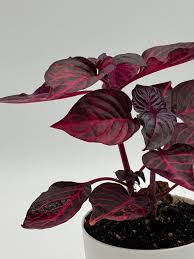 Image result for Iresine