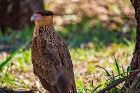 We did not find results for: Eagle Milvago Chimachima Cari Cari Sabanero Stock Image Image Of Gavilan Cautivity 102606967