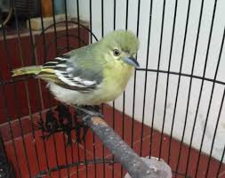 .burung sirtu ramai (11.27mb) dan streaming kumpulan lagu pikatan semua jenis burung untuk melihat detail lagu pikatan semua jenis burung sirtu ramai klik salah satu judul yang cocok. Cara Merawat Burung Sirtu Agar Cepat Gacor