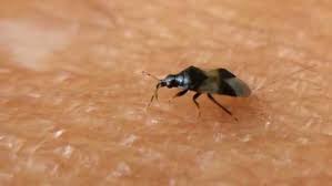 Therefore consider the list below as a general indicator of the insects, bugs and spiders that may be found in a given state or province. Minute Pirate Bugs The Tiny Pest With A Big Bite