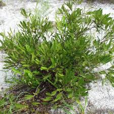 Image result for Nesaea pygmaea