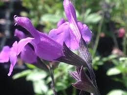 Image result for Halopegia azurea