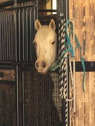 270 s page rd colorado springs, co 80930. Serenity Hills Ranch 270 S Page Rd Colorado Springs Co Horse Care Mapquest