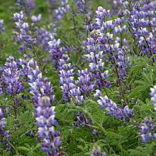 Deadhead lupine flowers as they fade. Arroyo Lupine Seeds Lupinus Succulentus Seeds High Country Gardens