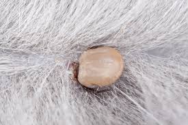 Fautes de mieux on peut lever une tique avec une pince a èpiler dans ce cas la on attrape doucement la tique le plus près possible de la peau et on la retire en tournant. Retirer Une Tique Fixee Sur La Peau De L Animal Pourquoi Quand Comment Filalapat