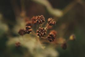 Image result for Wissadula