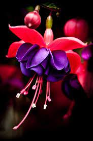Color Story Fuchsia M J Blog Wonderful Flowers Good Night Image Happy Good Night