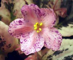 We did not find results for: 01 Geyser Of Color Saintpaulia Ancestry Project