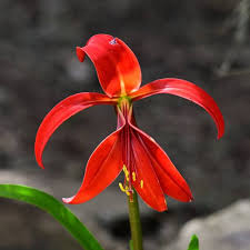 Image result for Sprekelia