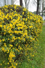 Image result for Gelsemium