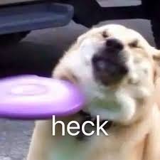 Doggo Meme Templates Amazing Doggos Of The World Stupid Memes Meme Template Animal Memes