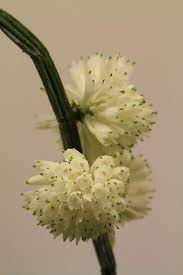 Dendrobium Purpurascens Candidum 1 Orchids Flowers Plants