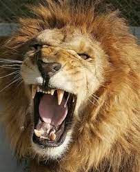 Check spelling or type a new query. Lion Roar Sound Effects Meme Soundboard Voicy Network