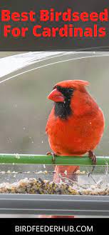 Best Birdseed For Cardinals Backyard Birds Watching Garden Bird Feeders Backyard Birds Feeders