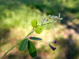 Image result for Stolzia repens