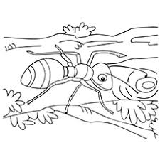 Ant farm ant the ocularist armadillo armadonkey astronaut moose baby aardvark baby anteater Top 25 Free Printable Ants Coloring Pages Online
