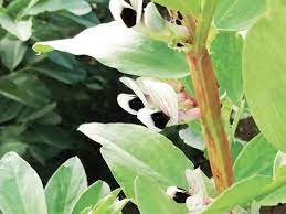 La raccolta dei semi secchi si fa quando la pianta è completamente secca. Favino Ok Il Sovescio E Giusto Agronotizie Vivaismo E Sementi