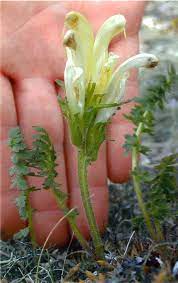 Pedicularis Capitata