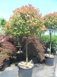 Photinia Fraseri Red Robin Hochstamm Glanzmispel Red Robin Hochstamm Die Schon Als Heckenpflanze Sehr Beliebte G Baum Vorgarten Hochstammchen Vorgarten