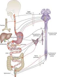 The nervous system is a network of specialized cells that communicate information about an organism's surroundings and itself. The Enteric Nervous System And Neurogastroenterology Nature Reviews Gastroenterology Hepatology