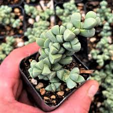 Image result for Delosperma mahonii