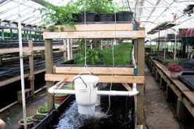 Komunitas Budidaya Lele Sangkuriang Aquaponics Ide Berkebun Hidroponik