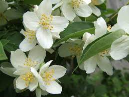 Pin By Ba Ericjohn On Gardening Mock Orange Mock Orange Shrub Fragrant Flowers