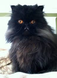 Find a persian kittens on gumtree, the #1 site for cats & kittens for sale classifieds ads in the uk. Persian Cats Seattle Cat Picture Libary Dapcat Org Persian Cat Himalayan Persian Cats Cats