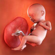 32 Weeks Pregnant Baby Development Symptoms Signs Week By Week