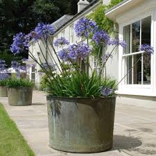 Love These Agapanthus In Pots From Janet Bligh Garden Design Blog Large Garden Planters Garden Planters Garden Pots