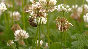 Macro Shot Honey Bee Flying From Flower To Flower Stockvideos By Gdmpro Macro Shots Flowers Honey Bee
