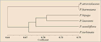 Image result for Pancovia