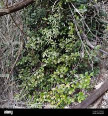 Image result for Pterocelastrus