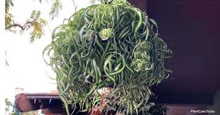 Spider plants like even moisture; Curly Spider Plant Care Growing Chlorophytum Comosum Bonnie