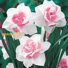 Narcissus Flower Seeds for Planting